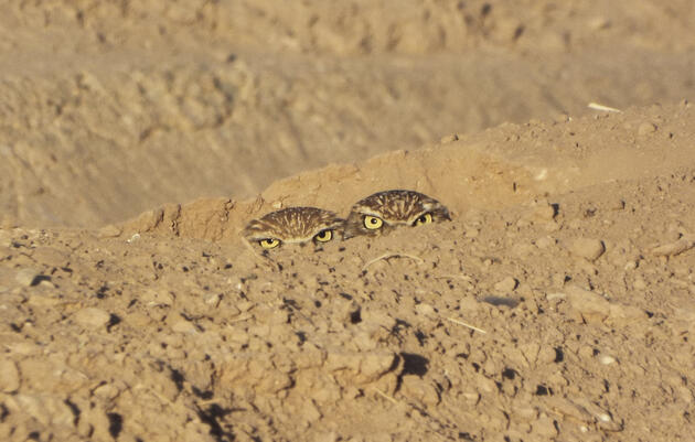 Burrowing Owls. Donna Williams Malone/Great Backyard Bird Count
