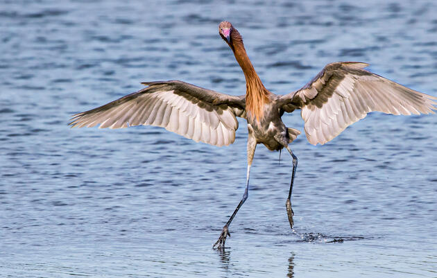 Coastal Stewardship: Gulf