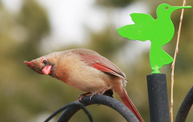 Lesley Val Adams/Great Backyard Bird Count Participant. Northern Cardinal. Lesley Val Adams/Great Backyard Bird Count