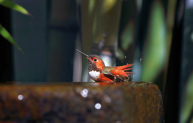 Allen's Hummingbird. Lou Orr/Great Backyard Bird Count