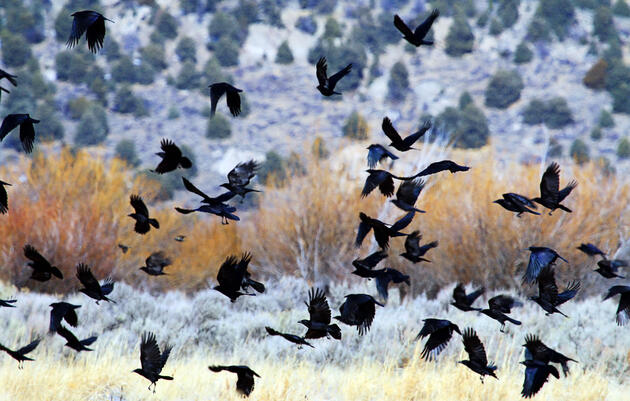 Think Crow Funerals Are Strange? Wait Until You See the Wake | Audubon