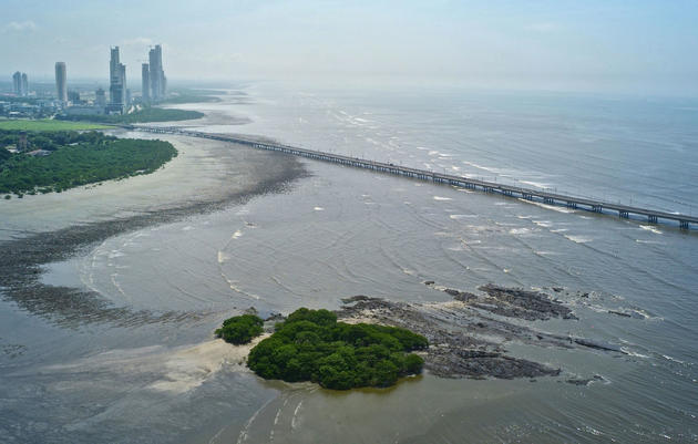 Thanks to its new federal protection, the Bay of Panama will continue to serve as a critical habitat for birds. Kike Calvo/VWPics.