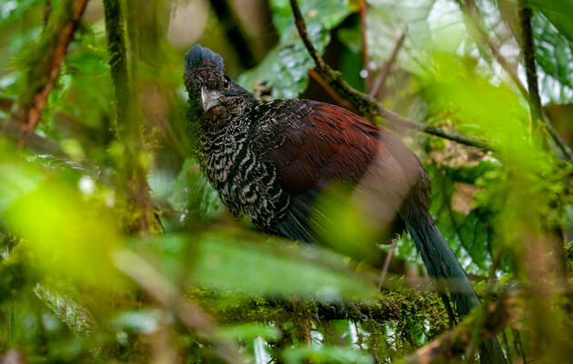 Rare Photos Reveal the Secretive Life of the Banded Ground-Cuckoo