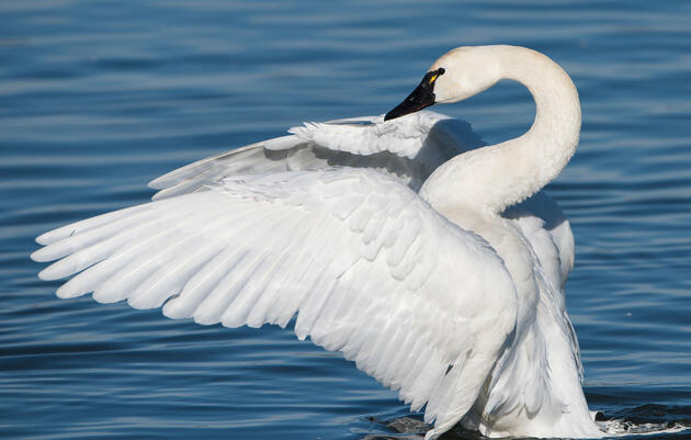 Drilling in the Arctic Refuge Threatens the World's Birds 