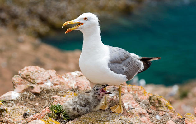 Yellow-legged Gull with chick. Emmanuel Lattes/Alamy