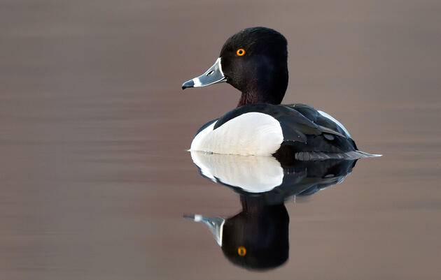 It's Time to Rename the Ring-necked Duck