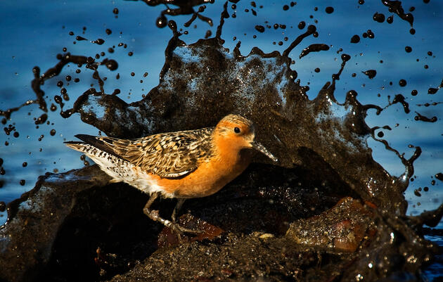 Un playero en la Bahía de Delaware. Más de la mitad de los playeros rojos, vuelvepiedras rojizos y playeros semipalmeados que utilizan la ruta migratoria del Atlántico, devoran cangrejos de herradura en este punto durante su viaje migratorio.
