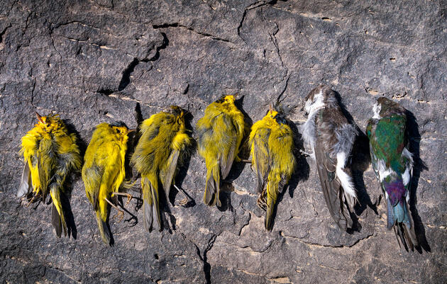 Wilson's Warblers and Violet-green Swallows. Karine Aigner