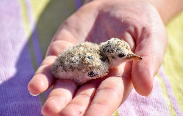 The Interior Least Tern's Comeback Is a Model Conservation Success