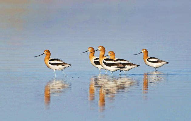 American Avocets in the Salton Sea. David Tipling/NPL/Minden Pictures