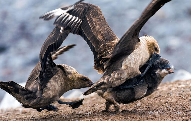 South Polar Skuas Are a Bunch of Bird-Eating Bullies