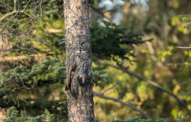 These Amazing Images Show How Good Bird Camouflage Can Be