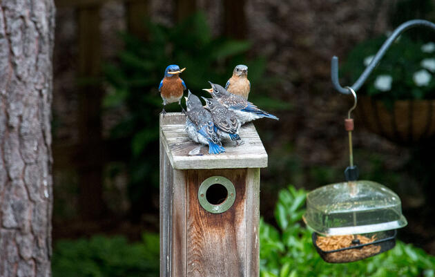 Eastern Bluebirds. Russell Niemi/Audubon Photography Awards