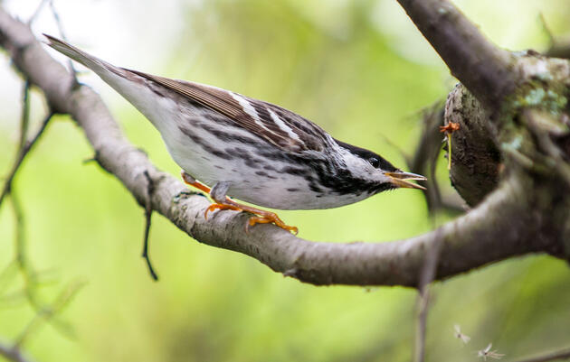 Introducing Audubon's Migratory Bird Initiative—and How You Can Help