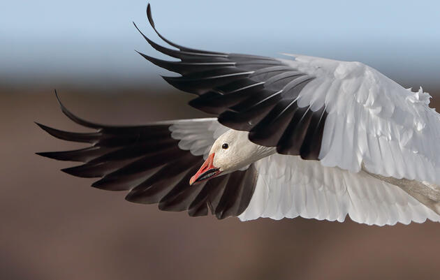 Audubon Urges Congress to Permanently Protect the Arctic National Wildlife Refuge 