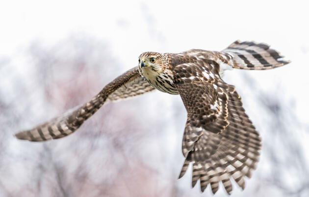 Bipartisan Bill in U.S. House Seeks to Reduce Bird Collisions with Federal Buildings