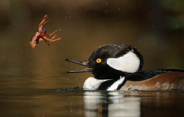 Nom Nom: 22 Astonishing Shots of Birds Getting Their Grub On 