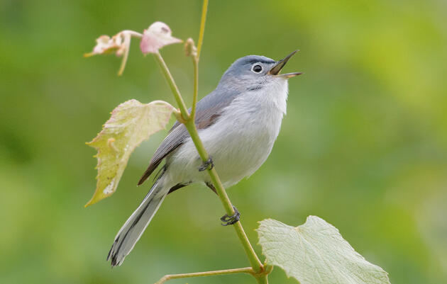 Do You Know What a Blue-gray Gnatcatcher Sounds Like?