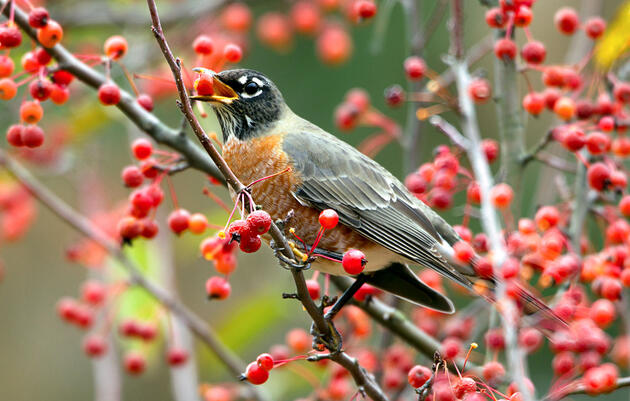 American Robin in a crab apple tree. Dave Maslowski