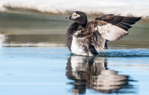 What Biden's Presidential Win Means for Birds and the Environment 