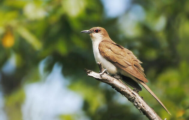 Black-billed Cuckoo. Shayna Hartley/Audubon Photography Awards
