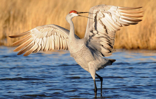 Governor Hickenlooper Declares 2018 the Year of the Bird in Colorado
