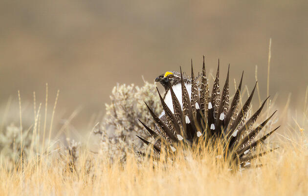 Greater Sage-Grouse. Ronan Donovan/Audubon Photography Awards