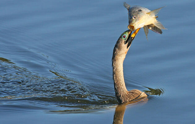 Anhinga. Leonard Malkin/Audubon Photography Awards