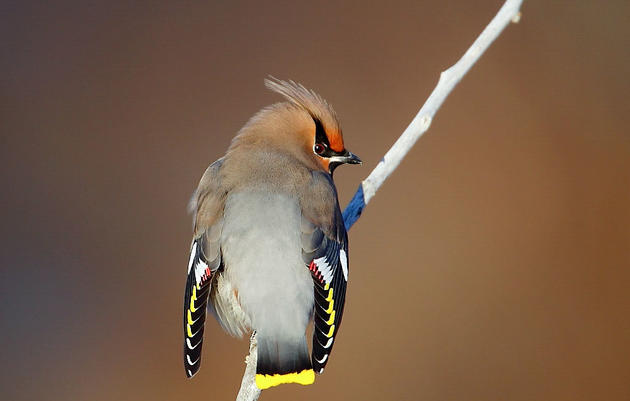People Once Believed Bohemian Waxwings Had an Amazing Superpower