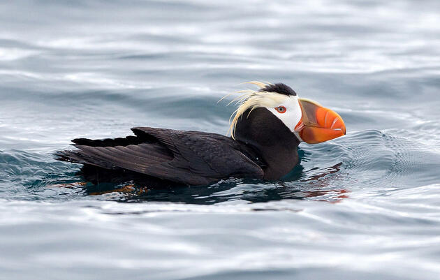 Tufted Puffin. Timothy Rucci/Audubon Photography Awards