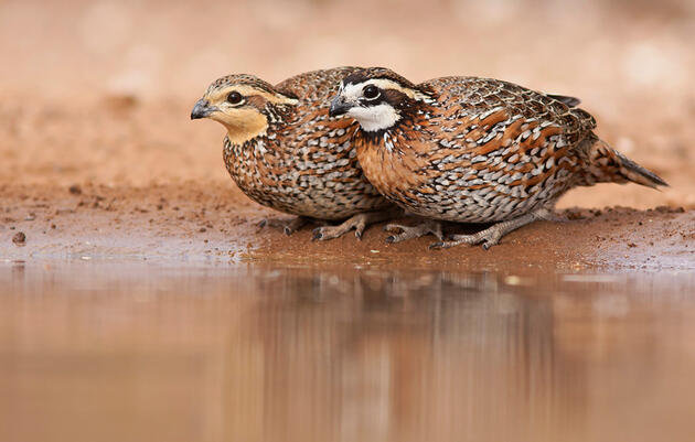 Audubon Testifies at U.S. House Hearing on Wildlife Conservation Bills
