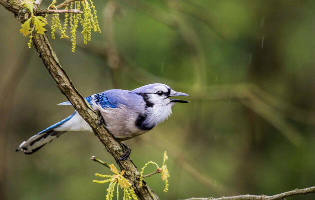 How Well Do You Know the Blue Jay?