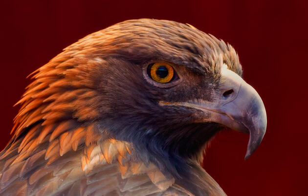 Golden Eagle. More than 12,000 species, including the Golden Eagle are in desperate need of conservation action today. Scott MacDiarmid/Audubon Photography Awards