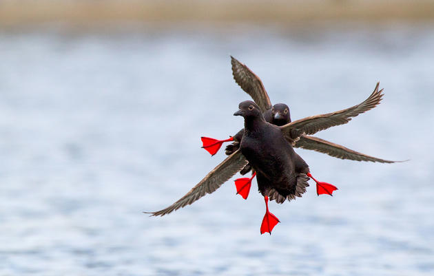 How to Pronounce 17 Tricky North American Bird Names