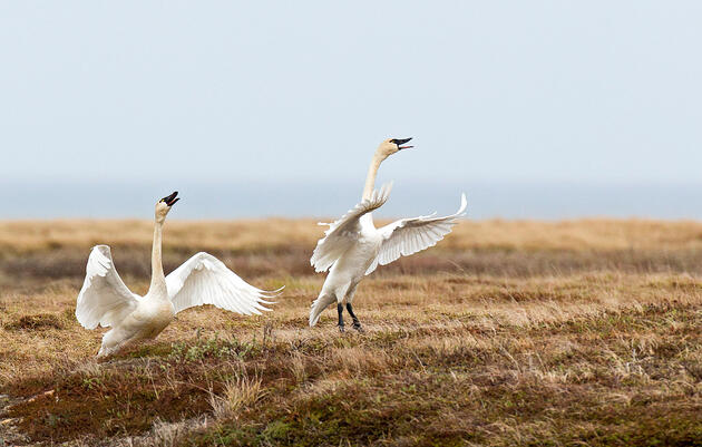 Tundra Swans. William Pohley/Audubon Photography Awards