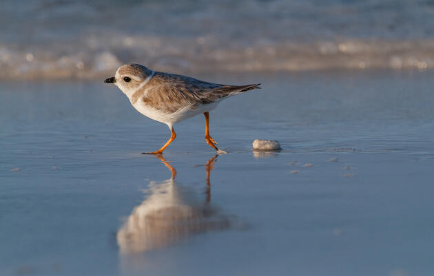 Protecting Coasts and Wetlands with Natural Infrastructure