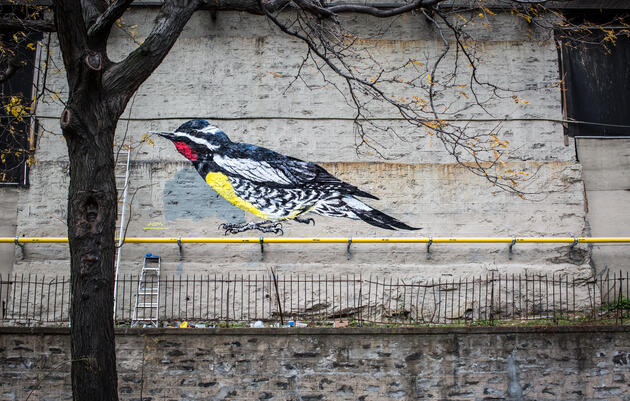 Williamson’s Sapsucker by ATM