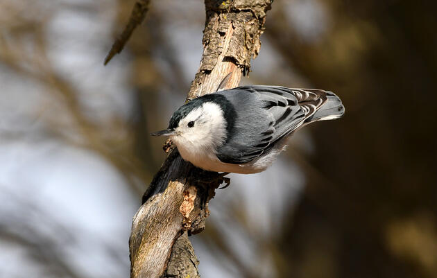 Researchers Reveal the Mysterious Fall Movements of a Familiar Backyard Bird