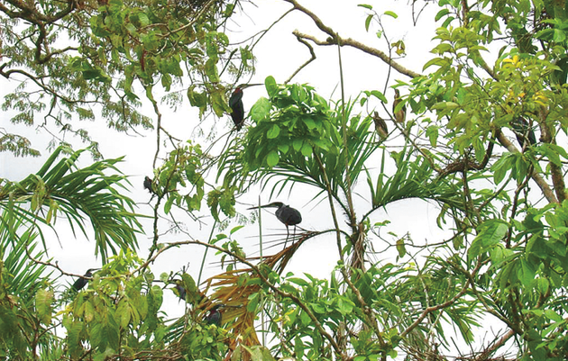 Ecuador Won’t Drill for Oil in the Amazon—As Long as the World Pays Up