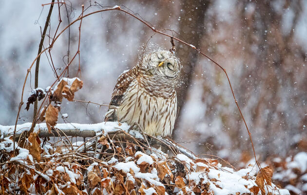 A Barred Owl shakes snow off its feathers. Scott Suriano/Audubon Photography Awards