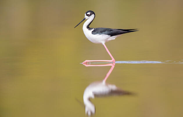 Black-necked Stilt. Teresa Hedden/Audubon Photography Awards