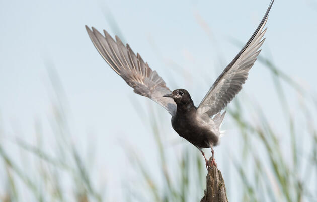 Audubon Urges Support for Bill to Restore Great Lakes