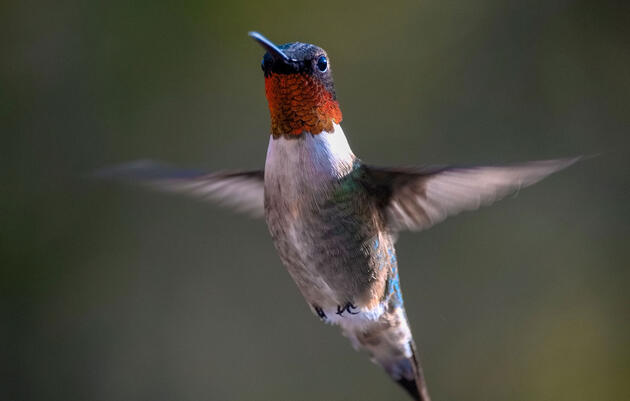 Ruby-throated Hummingbirds rapidly double their body weight in fat as they prepare for migration. Barry Jerald Jr./Audubon Photography Awards