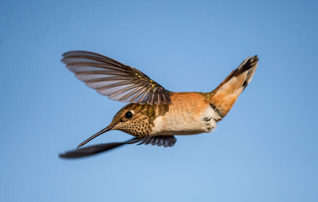 Hummingbird Flight Is Like Nothing Else in the Bird World