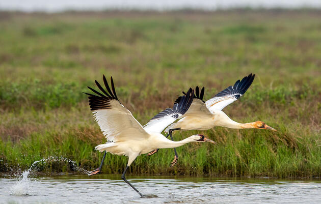 Whooping Cranes. Elaine Brackin/Audubon Photography Awards