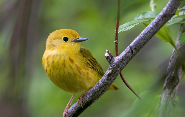New Audubon Science: Two-Thirds of North American Birds at Risk of Extinction Due to Climate Change