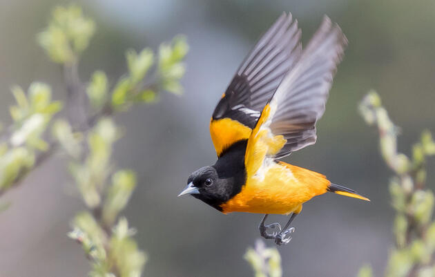 Baltimore Oriole. Sarah Devlin/Audubon Photography Awards