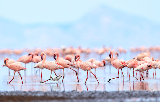 Lesser Flamingos. Wink Gaines/Audubon Photography Awards