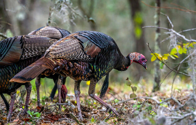 Wild Turkeys. Adam Bass/Audubon Photography Awards