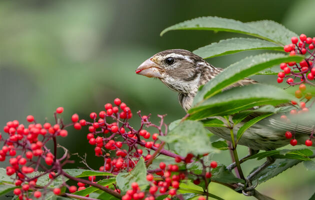 These Fantastic Photos Show Birds Thriving With Native Plants